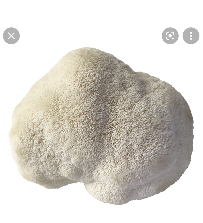 Lion's Mane Type 3