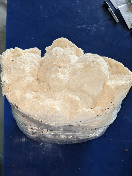 Lion's Mane Type 1