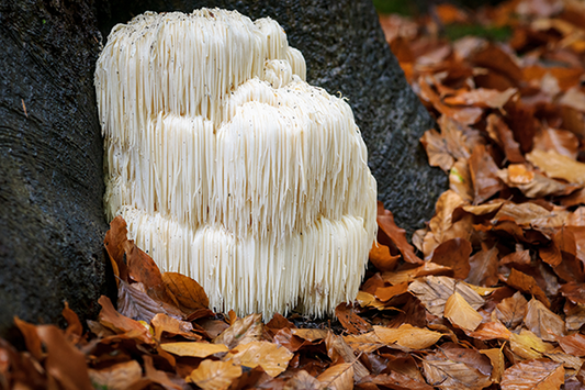 Lion's Mane Type 0