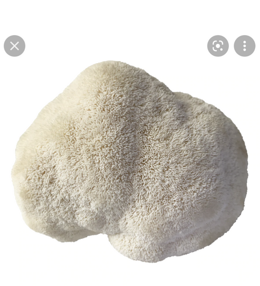 Lion's Mane Type 3
