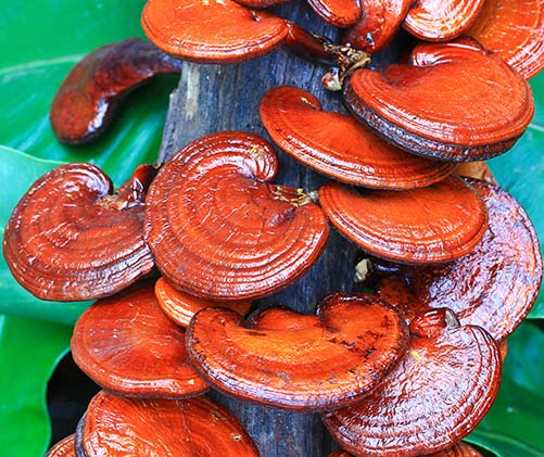Ganoderma Lucidum {Reishi}