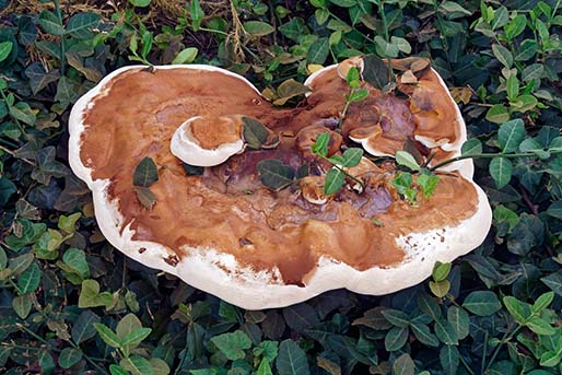 Ganoderma Sessile {Reishi}